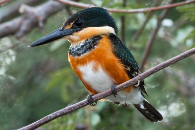 Kingfisher (Belize)