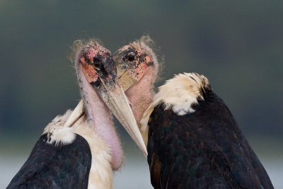 Marabou Storks (Kenya)