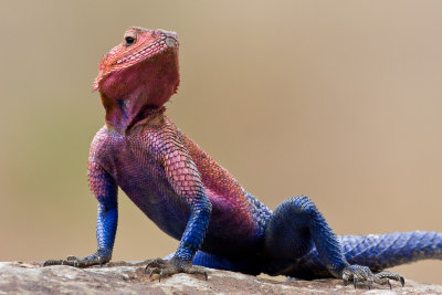 Ngama lizard (Kenya)