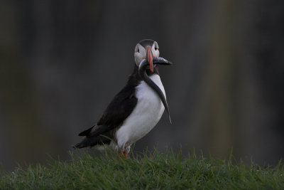 Puffin (Iceland)