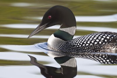 Loon portrait