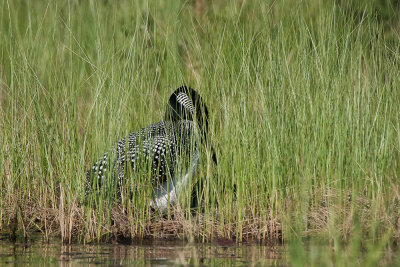 A quiet spot in the reeds