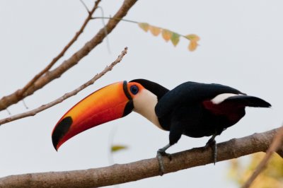 Pantanal 2009 Birds (1)