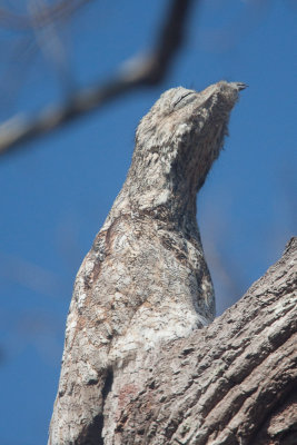 Common Potoo