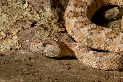 Speckled Rattlesnake