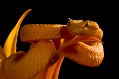 Eyelash Viper