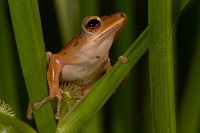 Golden Tree Frog