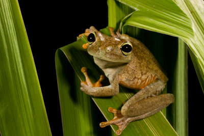 Emerald Eye Tree Frog