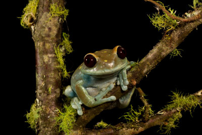 Maroon Eye Tree Frog