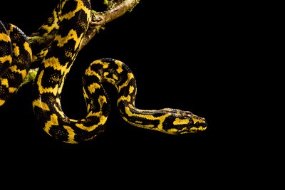 Jungle Carpet Python