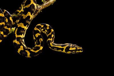 Jungle Carpet Python