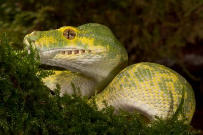 Green Tree Python