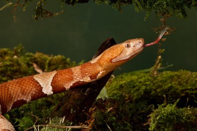 Broadband Copperhead