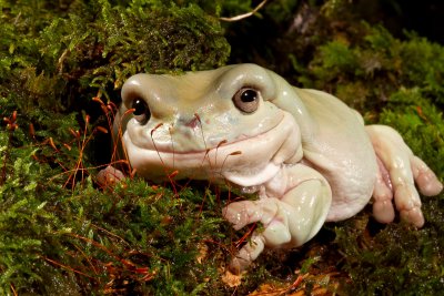 White's Tree Frog