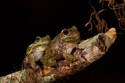 Barking Tree Frogs