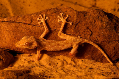 Fan Footed Gecko