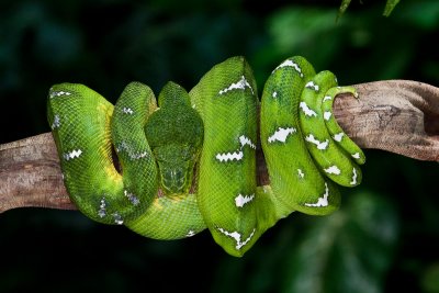 Emerald Tree Boa