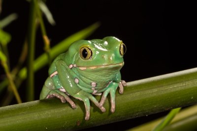 Painted Monkey Frog