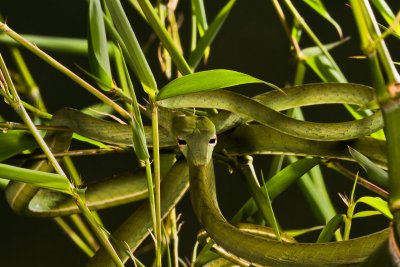 Malaysian Vine Snake