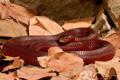 Red Spitting Cobra