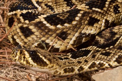 Eastern Diamondback Rattlesnake