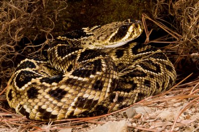 Eastern Diamondback Rattlesnake