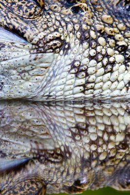 Siamese Crocodile (part)