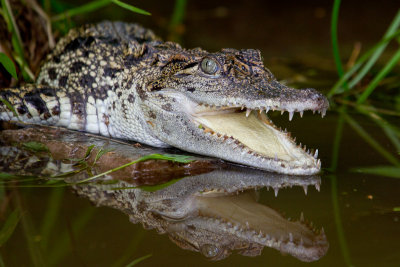 Siamese Crocodile