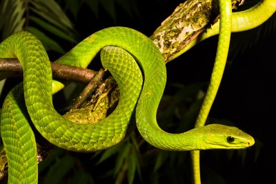 Green Mamba