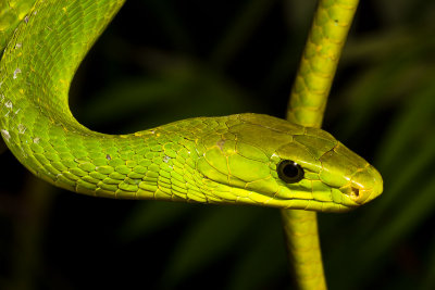 Green Mamba