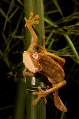 Lined Leaf Tail Gecko