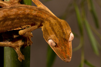 Lined Leaf-Tail Gecko