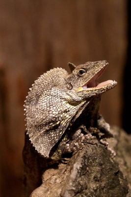 Frilled Lizard