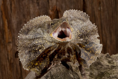 Frilled Lizard