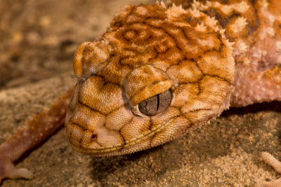 Rough Knob-tailed Gecko