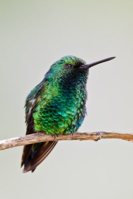 Western Emerald