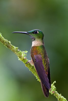 Fawn-Breasted Brilliant