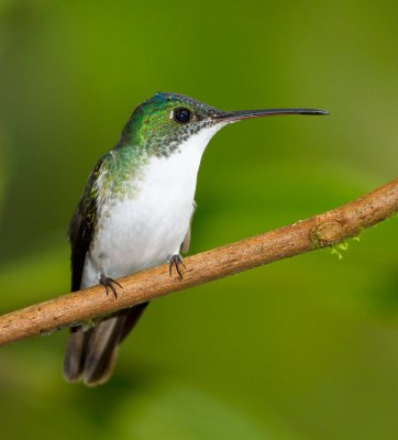 Andean Emerald