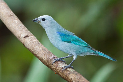 Blue-gray Tanager