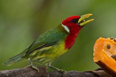 Red-headed Barbet