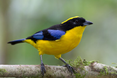 Blue-winged Mountain Tanager