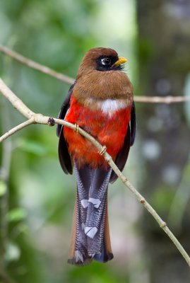 Masked Trogon (female)