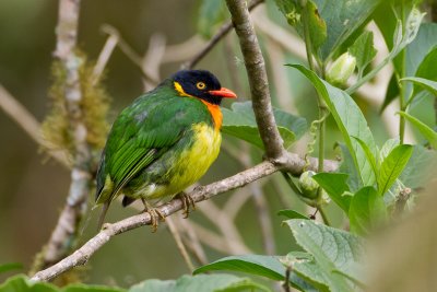 Orange-breasted Fruiteater (male)