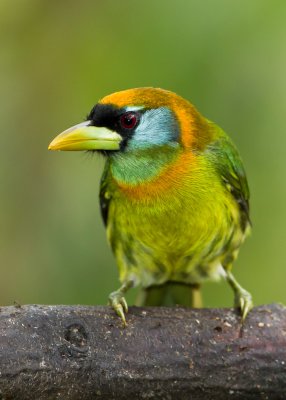 Red-headed Barbet (female)