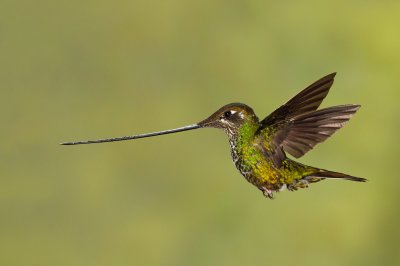 Swordbilled Hummingbird