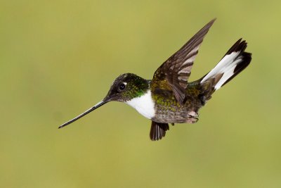 Collared Inca