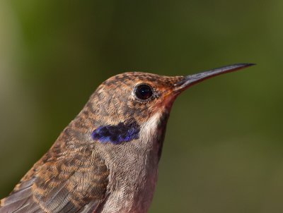 Brown Violetear