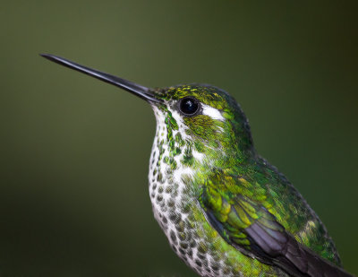 Purple-bibbed Whitetip (female)