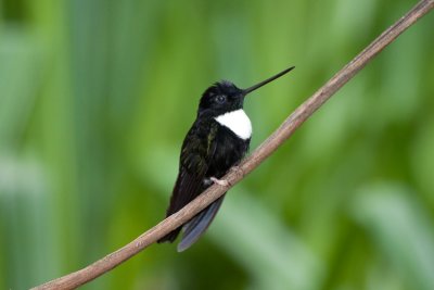 Collared Inca