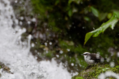 White-capped Dipper